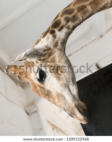 Head of a giraffe in a zoo.