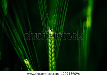 Green wheat with black background