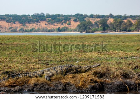 It is quite easy to see an alligator (Crocodile) in the rivers and swamps of Botswana in National Parks and in Delta Okavango.