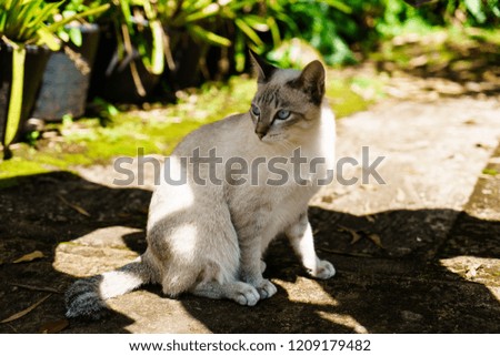 A Cat White color with magic Blue eyes, Sitting on outdoor at light.