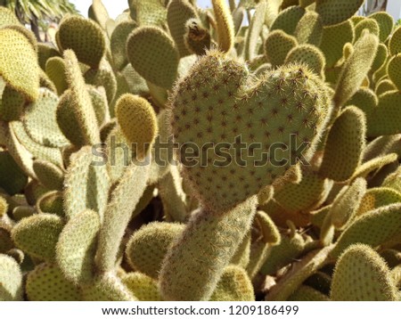 Cacti on the Fuerteventura island