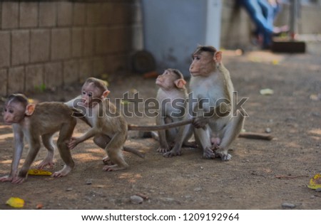 The perfect family pictures of Monkeys