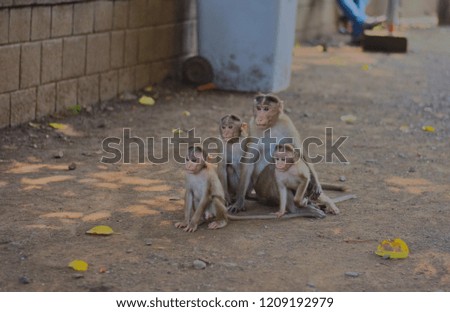 The perfect family pictures of Monkeys