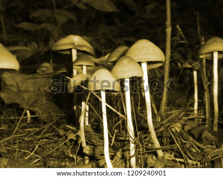 psychedelic mushrooms, lysohlavy, psilocybes bohemica, psilocybes arcana, psychedelic background