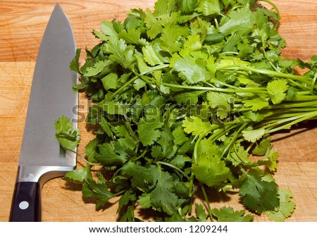 Color DSLR picture of green leafy herb seasoning cilantro (coriander) on a brown wood cutting board, with sharp black and stainless steel chef knife. Healthy cooking.  Horizontal orientation.