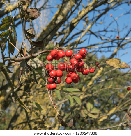 Autumnal Red Berries of the Rowan Tree (Sorbus aucuparia) in a Park in Rural Devon, England, UK