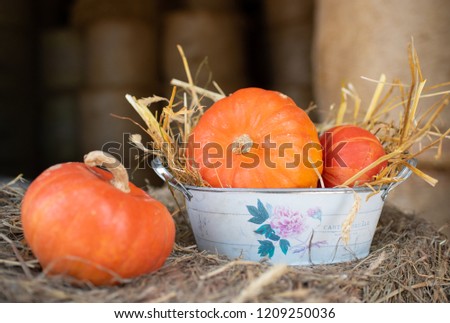 orange pumpkins lying in the vegetable dish during the autumn time