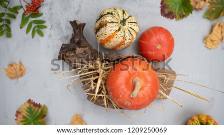 colorful decoration orange pumpkins lying on the table surrounded by yellow and green tree leaves and autumn berries during the autumn time