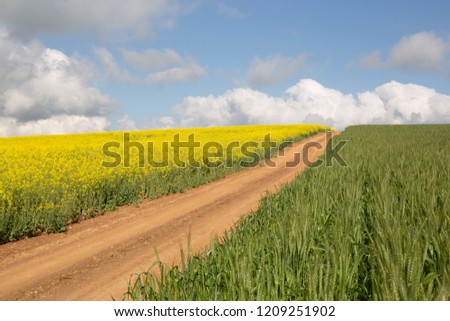 Green Wheat field and yellow canola field with a leading dirt road towards the clouds on the horizon. 
