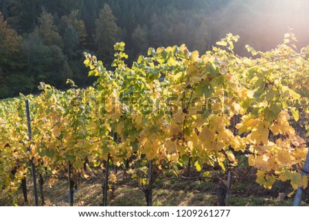 sun shining trough colorful leaves in a vineyard on a beautiful autumn day switzerland