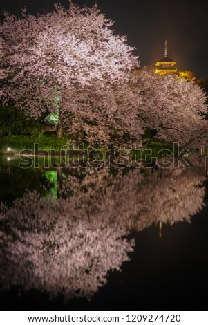 cherry blossoms at night Sankei Garden