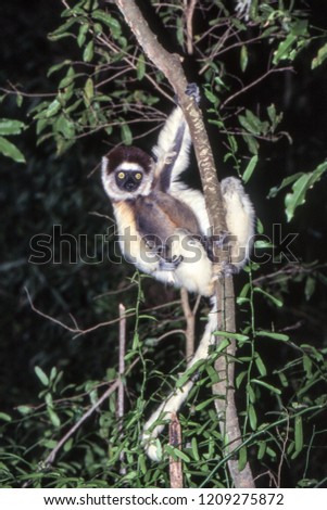 Verreaux's Sifaka Lemur, (Propithecus verreauxi), Berenty Private Reserve, Anosy, Madagascar
