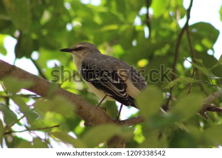 Tropical Mockingbird sitting on a branch in a tree in Motul, Yucatan, Mexico