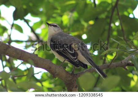 Tropical Mockingbird sitting on a branch in a tree in Motul, Yucatan, Mexico