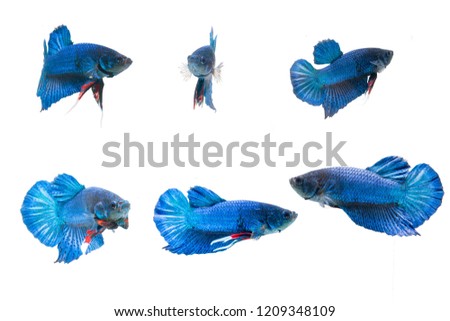 The blue Fighting fish (biting fish) Thai fish is photographed in a variety of colors and white backgrounds