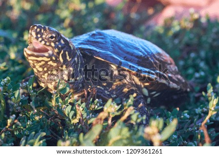 Pond turtle macro shot