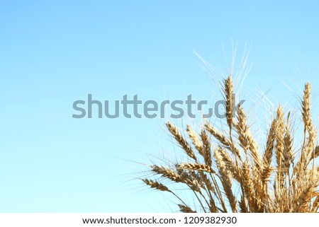 wheat and  sky