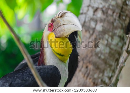 Portrait of colorful male wreathed hornbill bird sitting on the branch in rainforest