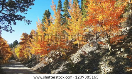 Fall Aspen Trees in Colorado