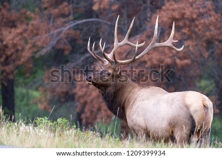 A very large bull elk standing over the edge of a hill in front of beetle killed pine trees Royalty-Free Stock Photo #1209399934