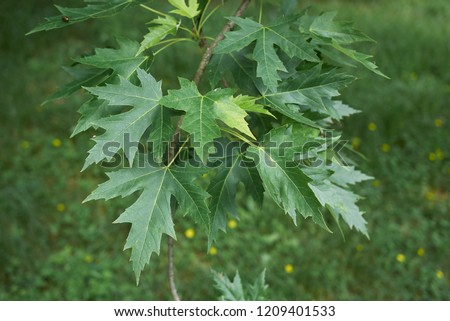 Acer saccharinum fresh foliage Royalty-Free Stock Photo #1209401533