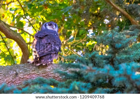 Verreaux's eagle-owl (Bubo lacteus), also commonly known as the milky eagle owl or giant eagle owl
