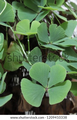 four-leaf clover - lucky - Marsilea quadrifolia