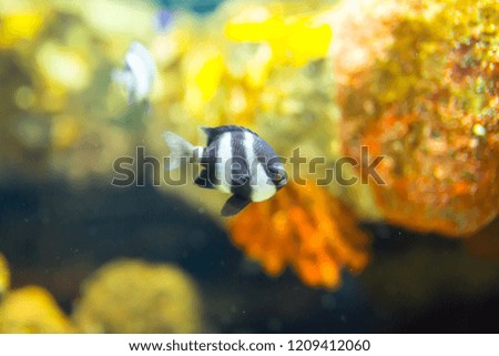 Fishes in the water of the ocean or aquarium