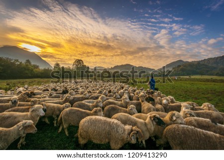 transhumance in Transylvania Romania - sheep migration    Royalty-Free Stock Photo #1209413290
