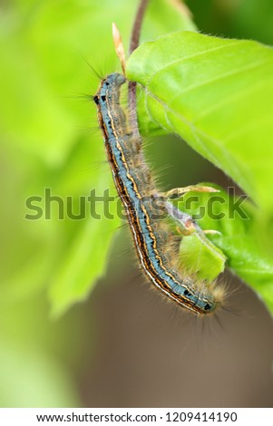 The lackey moth caterpillar