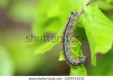 The lackey moth caterpillar