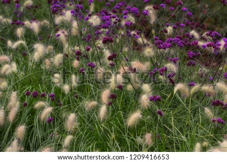 View of wild plant and lilac flower on the summer meadow. Macro photography of nature.
