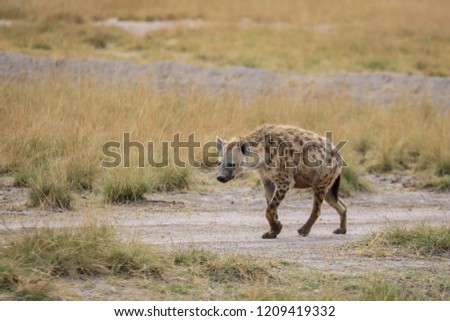 Hyena in Amboseli (Kenya)
