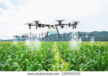 Agriculture drone fly to sprayed fertilizer on the sweet corn fields Royalty-Free Stock Photo #1209422515
