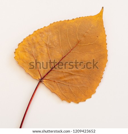 Collection of golden autumn leave on white background