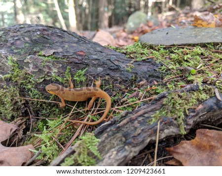 Red orange eft or red-spotted newt on mossy tree bark on forest floor with leaves closeup