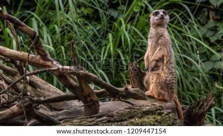 A beautiful animal stands on a tree meerkat, gopher, nature background. Concept: Meerkat family, Wildlife, Park, zoo.