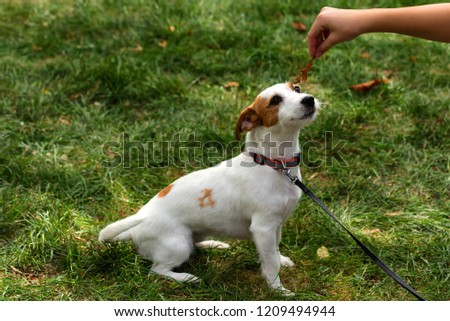 Playinf with cute jack russel puppy pet dog outdoors
