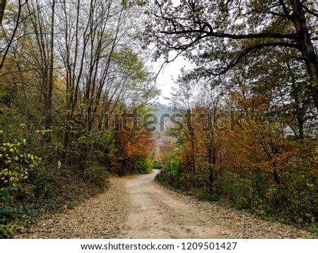 Road through forest with beautiful autumn colors