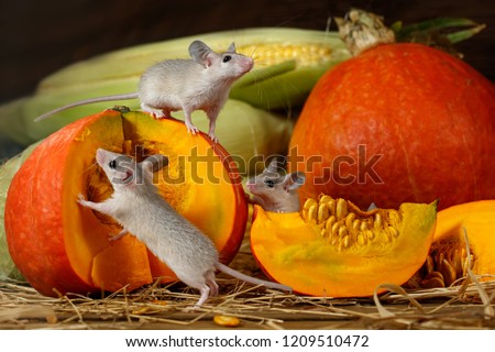 Close-up three young mice climbs on orange pumpkin in the warehouse. Small DoF focus put only to mouse on top of pumpkin. Royalty-Free Stock Photo #1209510472