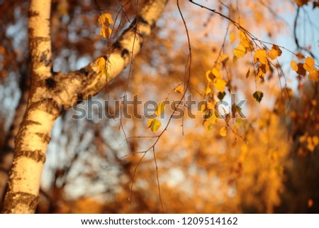 Beautiful autumn forest. Autumn. Colorful Autumn Leaves - green, yellow, orange, red.