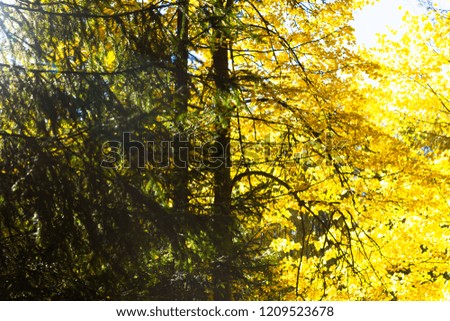 Autumn forest, golden foliage and sunlight. Park in the autumn.