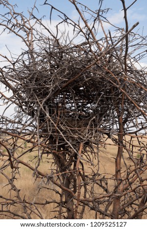 an abandoned nest in the bushes of a thorn Bush.
