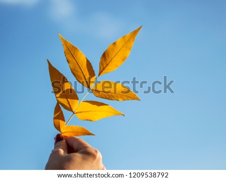 Autumn foliage against a clear sky