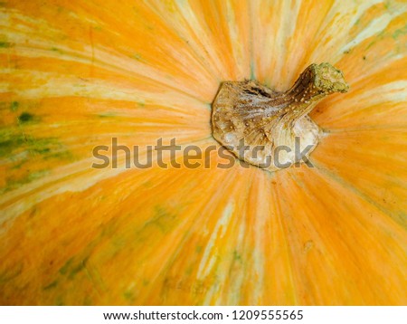 Abstract Textured Background of a Pumpkin. Orange pumpkin texture.