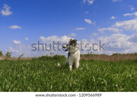 Happy dog is sitting in the grass