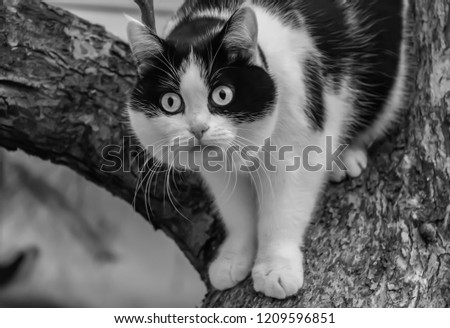 A beautiful adult young black and white cat with big eyes scrambles on a tree