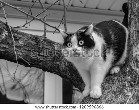 A beautiful adult young black and white cat with big eyes scrambles on a tree