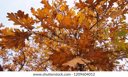 Autumn oak leaves
