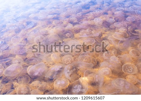many aurelia jellyfish near the shore
